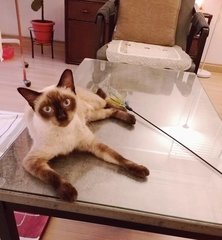 Manja - Siamese Cat