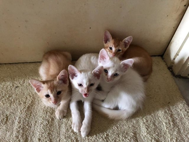 4 Kittens - Domestic Medium Hair Cat