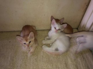 4 Kittens - Domestic Medium Hair Cat