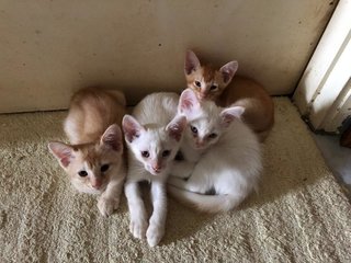 4 Kittens - Domestic Medium Hair Cat