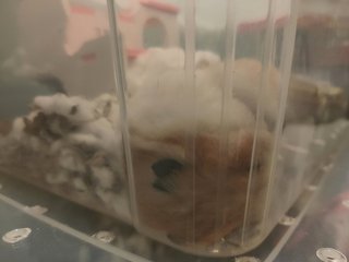 Peanut , Messy , Wong Choi - Syrian / Golden Hamster Hamster