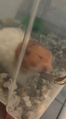 Peanut , Messy , Wong Choi - Syrian / Golden Hamster Hamster