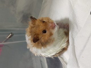 Peanut , Messy , Wong Choi - Syrian / Golden Hamster Hamster