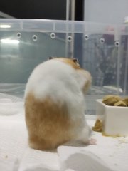 Peanut , Messy , Wong Choi - Syrian / Golden Hamster Hamster