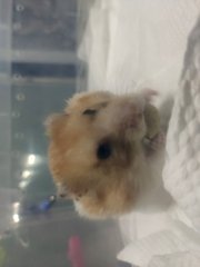 Peanut , Messy , Wong Choi - Syrian / Golden Hamster Hamster