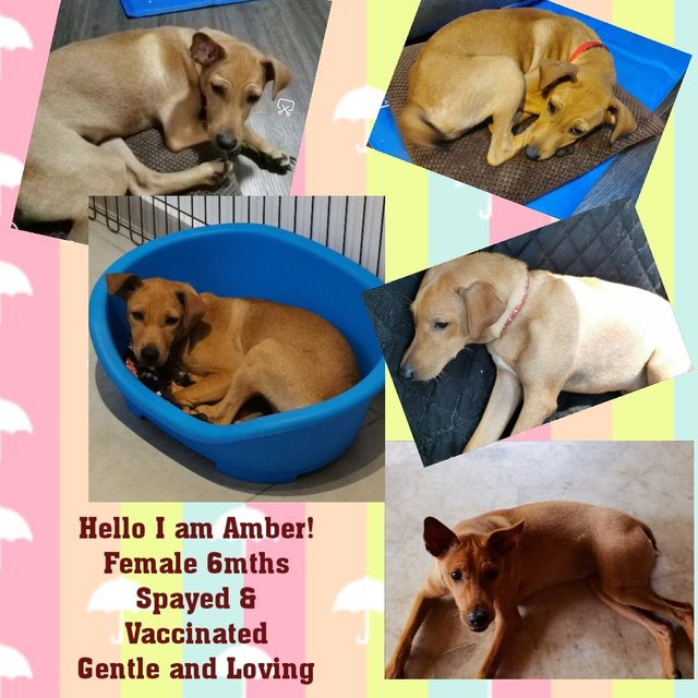 Amberr - Mixed Breed Dog