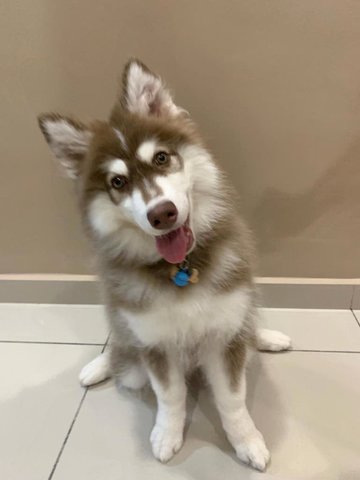 Eva - Siberian Husky Dog