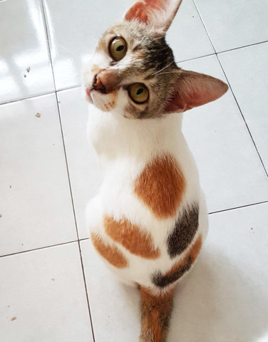 Sayang Lala - Domestic Short Hair Cat