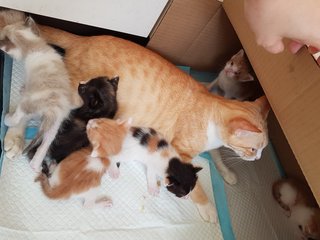 Maya gave birth to six kittens! They'll be up for adoption too.... watch this space...