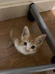 Ginger - Domestic Medium Hair Cat