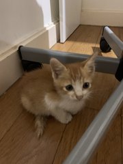 Ginger - Domestic Medium Hair Cat