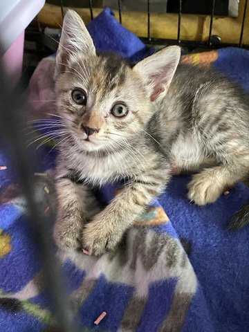 Stray  - Domestic Short Hair Cat