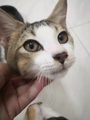 Momo - Domestic Short Hair Cat