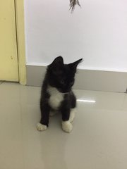 Stray Cat - Domestic Medium Hair Cat