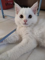 Snowbell - Persian + Turkish Angora Cat