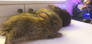 PF103469 - Lop Eared + Lionhead Rabbit