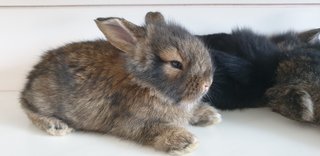 PF103469 - Lop Eared + Lionhead Rabbit