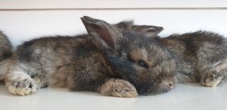 PF103469 - Lop Eared + Lionhead Rabbit