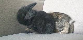 PF103469 - Lop Eared + Lionhead Rabbit