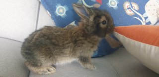 PF103469 - Lop Eared + Lionhead Rabbit