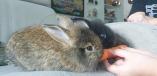 PF103469 - Lop Eared + Lionhead Rabbit