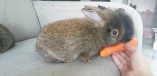 PF103469 - Lop Eared + Lionhead Rabbit