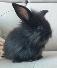 PF103469 - Lop Eared + Lionhead Rabbit