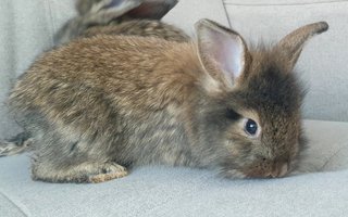 PF103469 - Lop Eared + Lionhead Rabbit