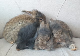 PF103469 - Lop Eared + Lionhead Rabbit