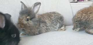 PF103469 - Lop Eared + Lionhead Rabbit