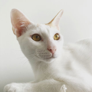 Elias - Domestic Short Hair Cat