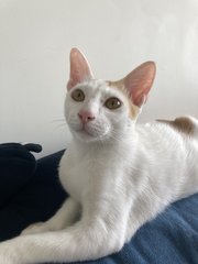 Elias - Domestic Short Hair Cat
