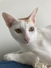 Elias - Domestic Short Hair Cat