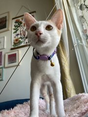 Elias - Domestic Short Hair Cat