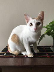 Elias - Domestic Short Hair Cat
