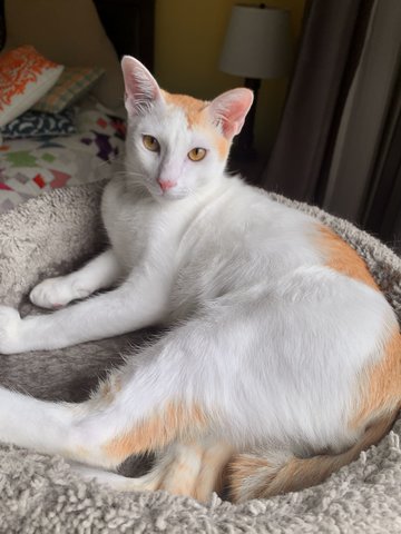 Elias - Domestic Short Hair Cat