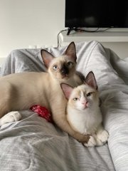 Bianca &amp; Blaze - Domestic Medium Hair Cat