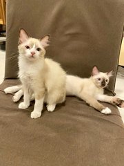 Bianca &amp; Blaze - Domestic Medium Hair Cat