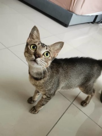 Willow (Now Miko) - Domestic Short Hair Cat