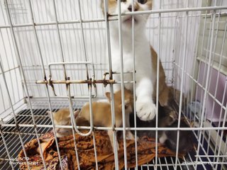 Mummy And Child - Domestic Short Hair Cat