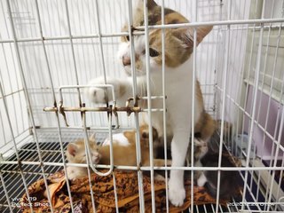 Mummy And Child - Domestic Short Hair Cat