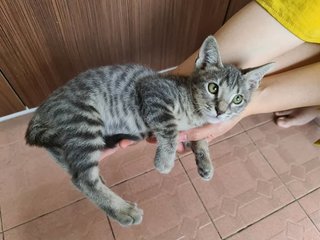 No Name Yet - Domestic Short Hair Cat