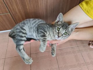 No Name Yet - Domestic Short Hair Cat