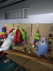 Calla &amp; Zehra - Budgie/Budgerigar Bird