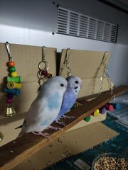 Calla &amp; Zehra - Budgie/Budgerigar Bird