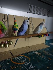 Calla &amp; Zehra - Budgie/Budgerigar Bird