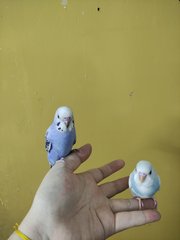 Calla &amp; Zehra - Budgie/Budgerigar Bird