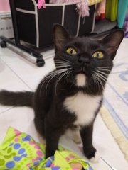 Anees - Domestic Medium Hair + Tuxedo Cat