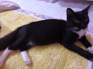 Anees - Domestic Medium Hair + Tuxedo Cat