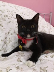 Anees - Domestic Medium Hair + Tuxedo Cat